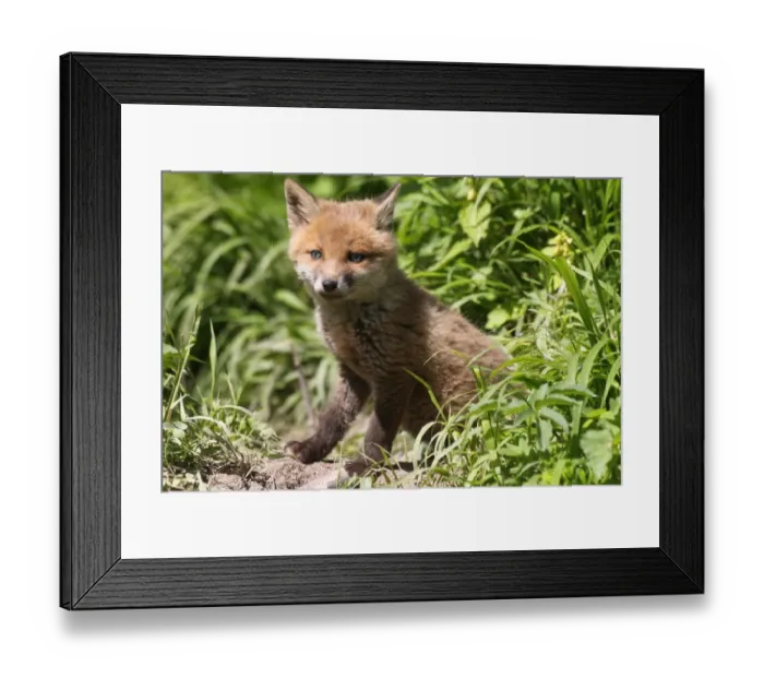 Framed Print : Young fox -Vulpes vulpes-, pup, six weeks, in front of the den, Allgau, Bavaria, Germany