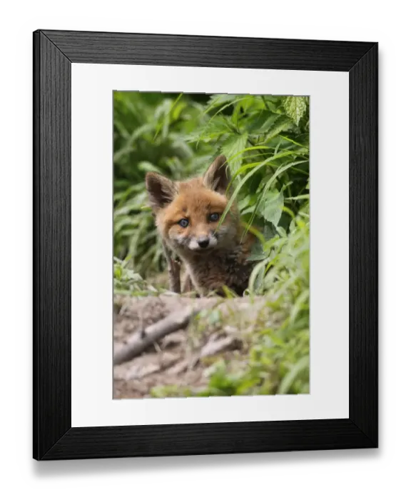 Framed Print : Young red fox -Vulpes vulpes-, kit, six weeks, looking curiously out of the den, Allgau, Bavaria, Germany