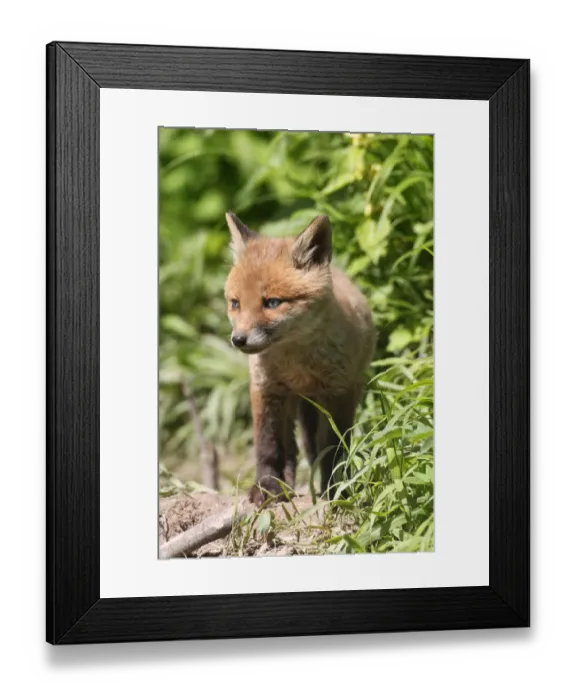 Framed Print : Young fox -Vulpes vulpes-, pup, six weeks, Allgau, Bavaria, Germany Framed Print : Young fox -Vulpes vulpes-, pup, six weeks, Allgau, Bavaria, Germany