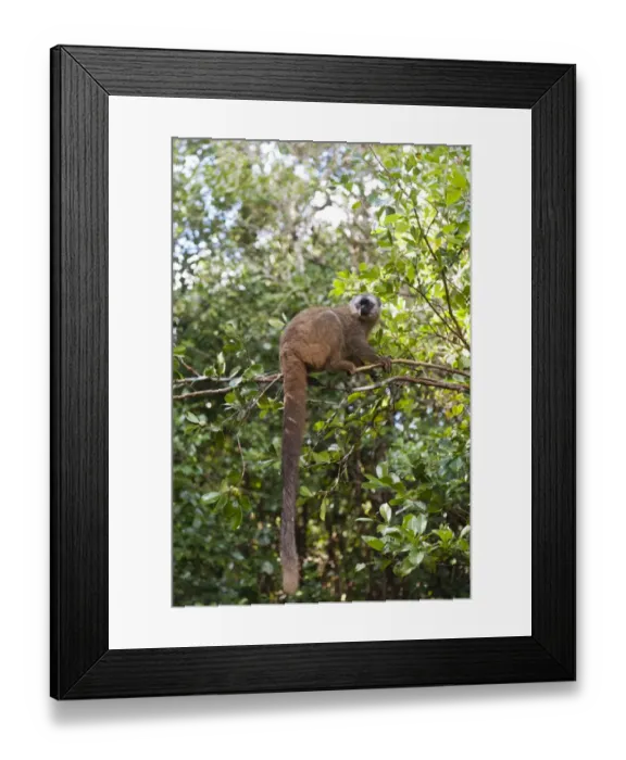 Framed Print : Red-fronted Lemur -Eulemur rufifrons-, with a long drooping tail, Ranomafana National Park, Madagascar Framed Print : Red-fronted Lemur -Eulemur rufifrons-, with a long drooping tail, Ranomafana National Park, Madagascar
