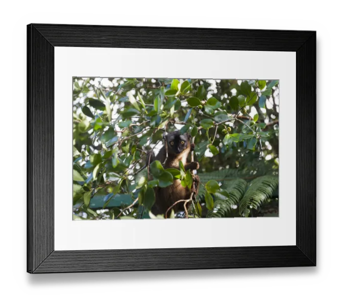 Framed Print : Red-fronted Lemur -Eulemur rufifrons-, in green foliage, Ranomafana National Park, Madagascar Framed Print : Red-fronted Lemur -Eulemur rufifrons-, in green foliage, Ranomafana National Park, Madagascar