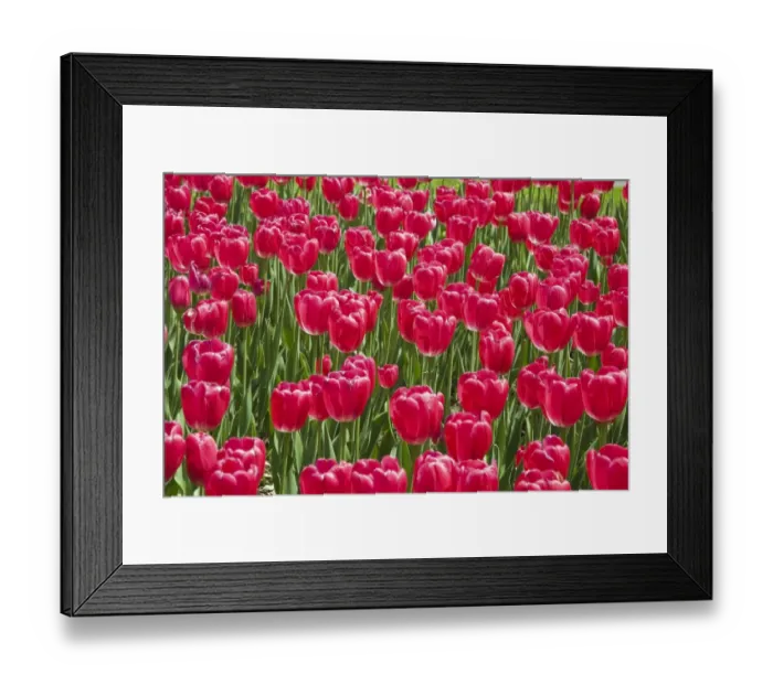 Framed Print : Single cup-shaped red Tulips -Tulipa-, Ottawa Tulip Festival, Ottawa, Ontario, Canada