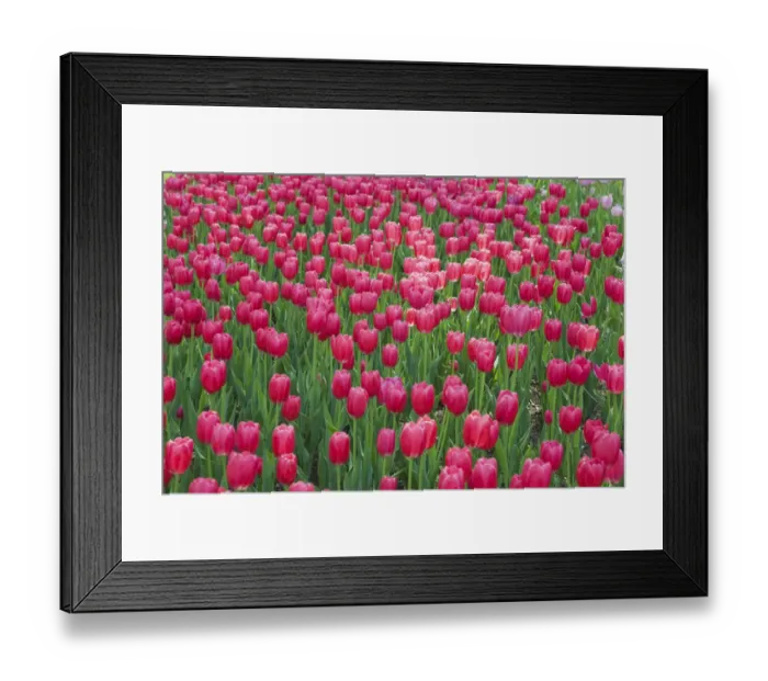 Framed Print : Single cup-shaped deep pink Tulips -Tulipa-, Ottawa Tulip Festival, Ottawa, Ontario, Canada Framed Print : Single cup-shaped deep pink Tulips -Tulipa-, Ottawa Tulip Festival, Ottawa, Ontario, Canada