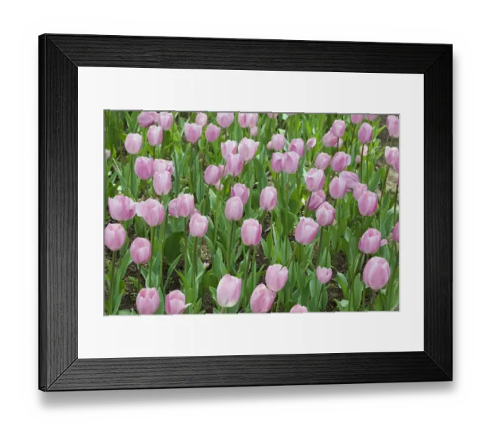 Framed Print : Single cup-shaped pink and white Tulips -Tulipa-, Ottawa Tulip Festival, Ottawa, Ontario, Canada Framed Print : Single cup-shaped pink and white Tulips -Tulipa-, Ottawa Tulip Festival, Ottawa, Ontario, Canada