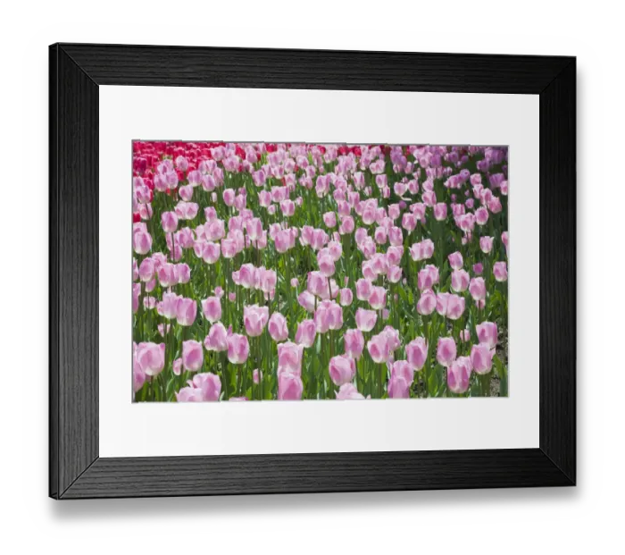 Framed Print : Single cup-shaped pink and white Tulips -Tulipa-, Ottawa Tulip Festival, Ottawa, Ontario, Canada Framed Print : Single cup-shaped pink and white Tulips -Tulipa-, Ottawa Tulip Festival, Ottawa, Ontario, Canada