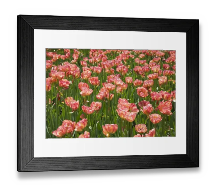 Framed Print : Double bowl-shaped pink and red Tulips -Tulipa-, Ottawa Tulip Festival, Ottawa, Ontario, Canada Framed Print : Double bowl-shaped pink and red Tulips -Tulipa-, Ottawa Tulip Festival, Ottawa, Ontario, Canada