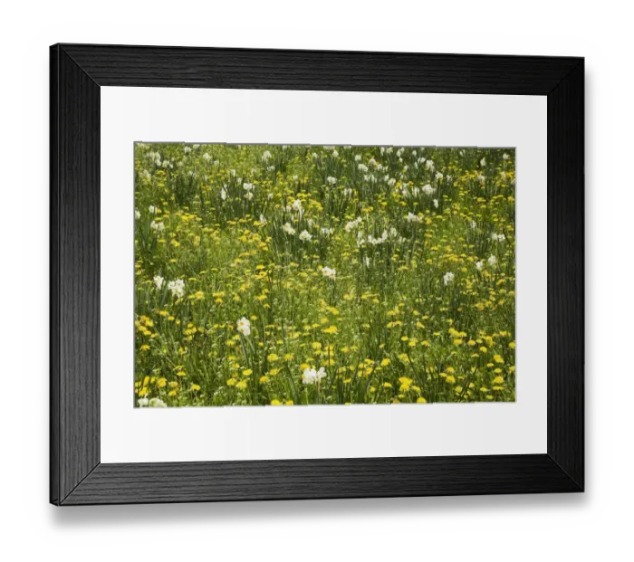 Framed Print : White Daffodils -Narcissus- and yellow Dandelions -Taraxacum- flowering at springtime, Ontario, Canada