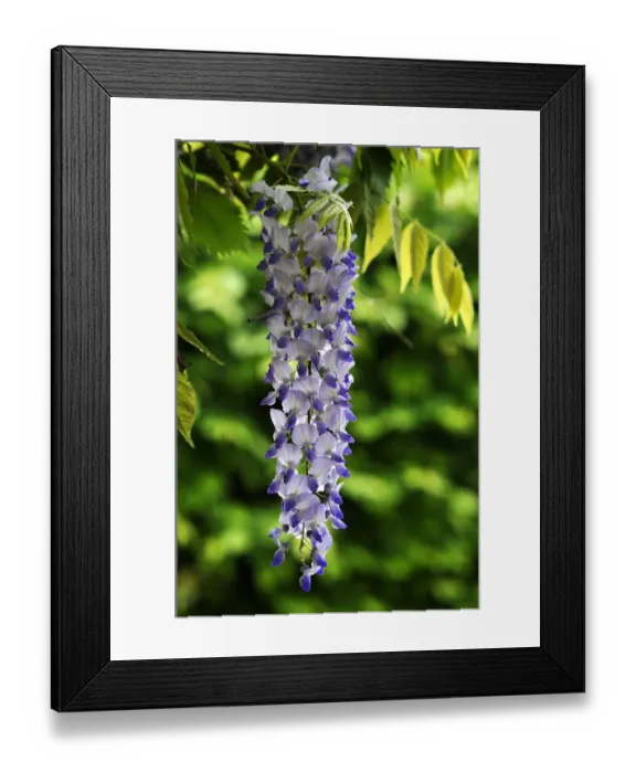 Framed Print : Wisteria -Wisteria-, raceme, Middle Franconia, Bavaria, Germany Framed Print : Wisteria -Wisteria-, raceme, Middle Franconia, Bavaria, Germany