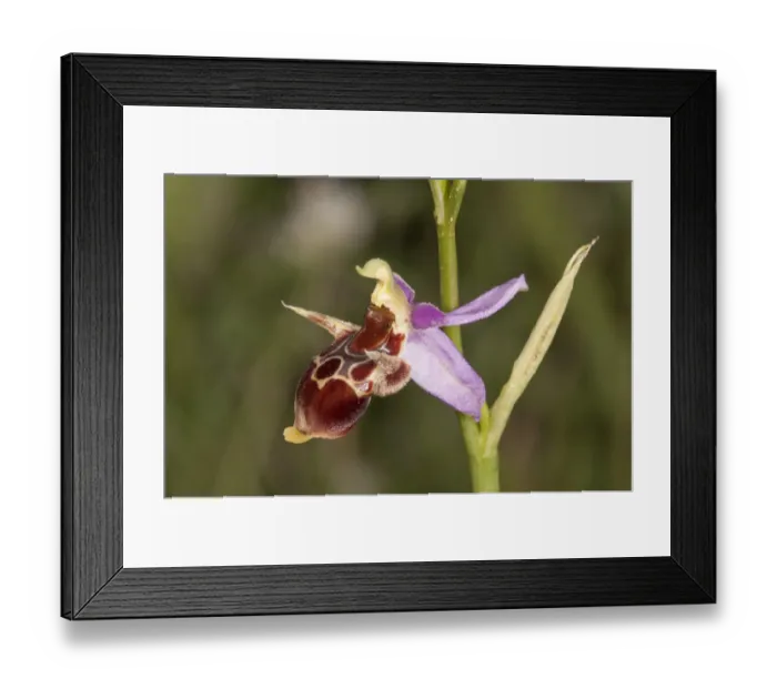 Framed Print : Woodcock Bee-orchid -Ophrys scolopax ssp. cornuta-, single flower, Macedonia, Greece Framed Print : Woodcock Bee-orchid -Ophrys scolopax ssp. cornuta-, single flower, Macedonia, Greece