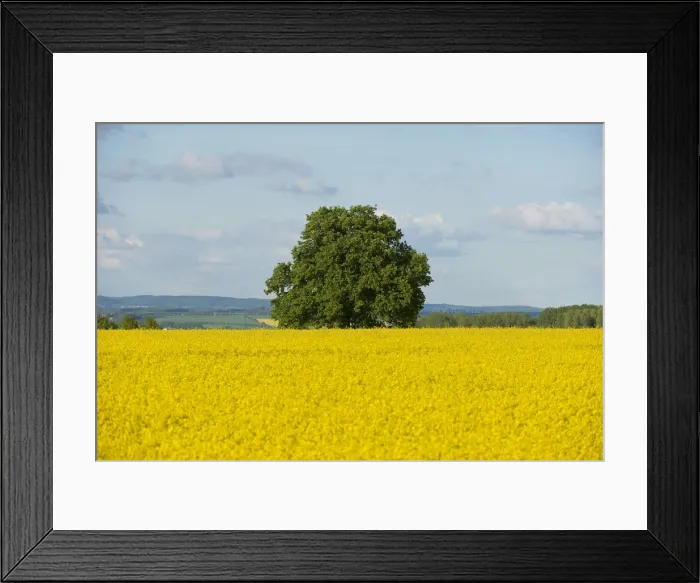 Framed Print : Solitary Lime tree -Tilia sp. - in a flowering Rapeseed field -Brassica napus-, Thuringia, Germany Framed Print : Solitary Lime tree -Tilia sp. - in a flowering Rapeseed field -Brassica napus-, Thuringia, Germany