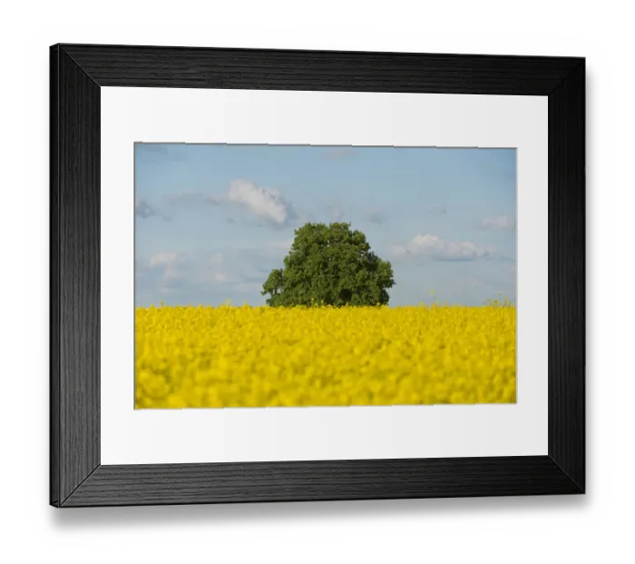 Framed Print : Solitary Lime tree -Tilia sp. - in a flowering Rapeseed field -Brassica napus-, Thuringia, Germany Framed Print : Solitary Lime tree -Tilia sp. - in a flowering Rapeseed field -Brassica napus-, Thuringia, Germany