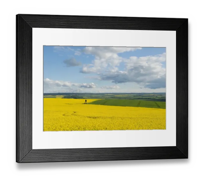 Framed Print : Rapeseed field -Brassica napus- flowering, Thuringia, Germany Framed Print : Rapeseed field -Brassica napus- flowering, Thuringia, Germany