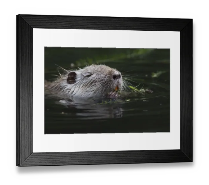 Framed Print : Nutria, Coypu or River Rat -Myocastor coypus-, Wiesbaden, Hesse, Germany Framed Print : Nutria, Coypu or River Rat -Myocastor coypus-, Wiesbaden, Hesse, Germany