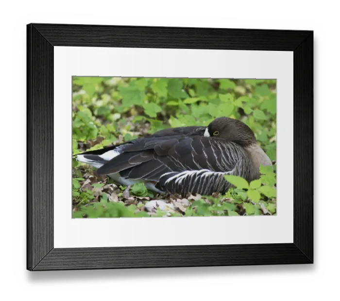 Framed Print : Lesser White-fronted Goose -Anser erythropus-, Wiesbaden, Hesse, Germany Framed Print : Lesser White-fronted Goose -Anser erythropus-, Wiesbaden, Hesse, Germany