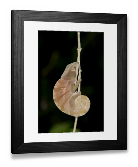 Framed Print : Parsons Chameleon -Calumma parsonii-, brown, curled tail, at night, Ranomafana National Park, Madagascar Framed Print : Parsons Chameleon -Calumma parsonii-, brown, curled tail, at night, Ranomafana National Park, Madagascar