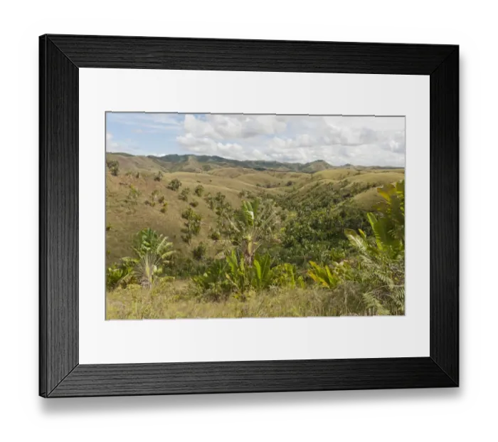 Framed Print : Deforested hills with forests of Travellers Trees or Travellers Palms -Ravenala madagascariensis- in the valleys, in their natural habitat near Manakara, Madagascar Framed Print : Deforested hills with forests of Travellers Trees or Travellers Palms -Ravenala madagascariensis- in the valleys, in their natural habitat near Manakara, Madagascar