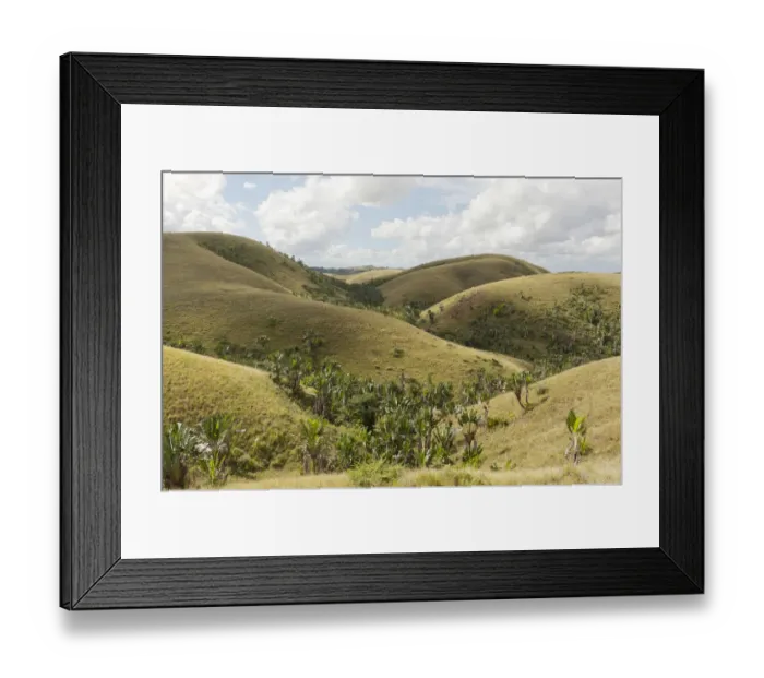 Framed Print : Deforested hills with forests of Travellers Trees or Travellers Palms -Ravenala madagascariensis- in the valleys, in their natural habitat near Manakara, Madagascar