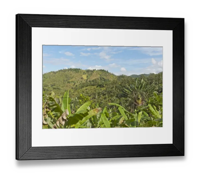 Framed Print : Forest of Travellers Trees or Travellers Palms -Ravenala madagascariensis-, in their natural habitat near Manakara, Madagascar Framed Print : Forest of Travellers Trees or Travellers Palms -Ravenala madagascariensis-, in their natural habitat near Manakara, Madagascar