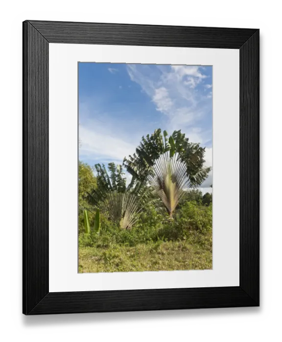 Framed Print : Travellers Tree or Travellers Palm -Ravenala madagascariensis- in its natural habitat near Manakara, Madagascar Framed Print : Travellers Tree or Travellers Palm -Ravenala madagascariensis- in its natural habitat near Manakara, Madagascar