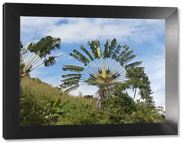 Travellers Tree or Travellers Palm -Ravenala madagascariensis- in its natural habitat near Manakara, Madagascar