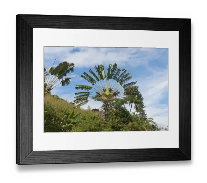 Framed Print : Travellers Tree or Travellers Palm -Ravenala madagascariensis- in its natural habitat near Manakara, Madagascar Framed Print : Travellers Tree or Travellers Palm -Ravenala madagascariensis- in its natural habitat near Manakara, Madagascar