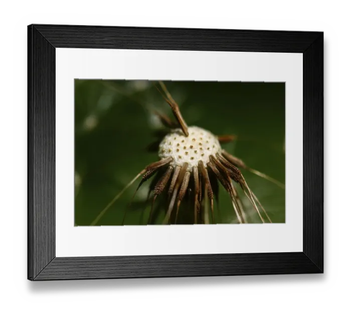 Framed Print : Common Dandelion -Taraxacum officinale-, blowball, head with individual seeds Framed Print : Common Dandelion -Taraxacum officinale-, blowball, head with individual seeds