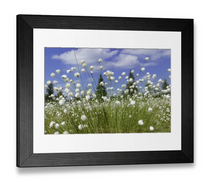 Framed Print : Blooming Hare s-tail Cottongrass, Tussock Cottongrass or Sheathed Cottonsedge -Eriophorum vaginatum- against a blue sky with white clouds, Inntal, Voralpenland, Raubling, Upper Bavaria, Bavaria, Germany Framed Print : Blooming Hare s-tail Cottongrass, Tussock Cottongrass or Sheathed Cottonsedge -Eriophorum vaginatum- against a blue sky with white clouds, Inntal, Voralpenland, Raubling, Upper Bavaria, Bavaria, Germany
