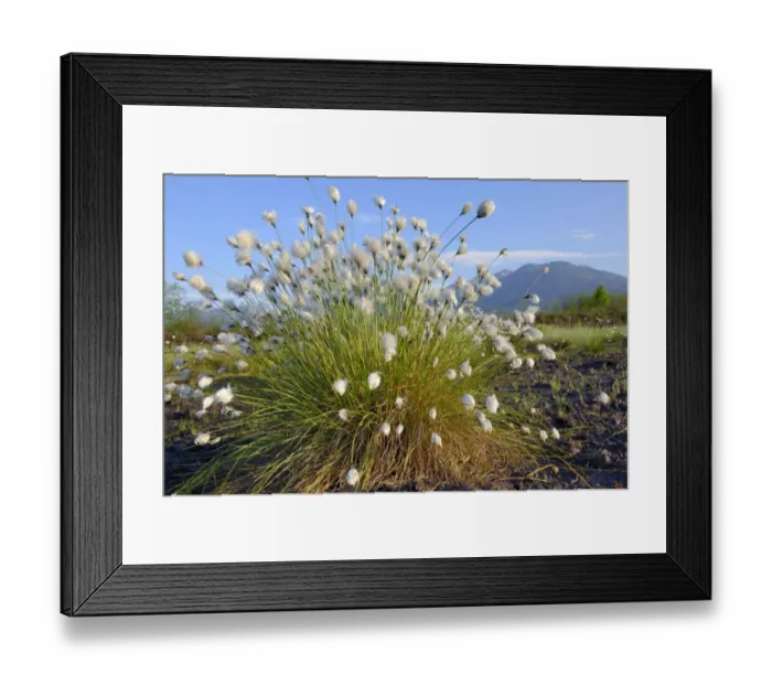 Framed Print : Cottongrass -Eriophorum sp. -, flowering perennial in a peat bog in Grundbeckenmoor marsh, Inntal, Voralpenland, Raubling, Upper Bavaria, Bavaria, Germany Framed Print : Cottongrass -Eriophorum sp. -, flowering perennial in a peat bog in Grundbeckenmoor marsh, Inntal, Voralpenland, Raubling, Upper Bavaria, Bavaria, Germany