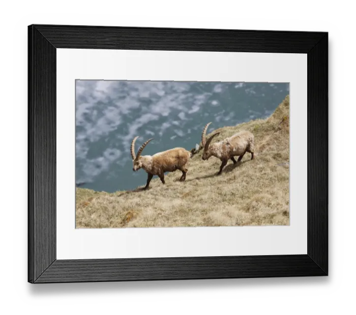 Framed Print : Alpine Ibex -Capra ibex-, High Tauern National Park, Heiligenblut, Carinthia, Austria Framed Print : Alpine Ibex -Capra ibex-, High Tauern National Park, Heiligenblut, Carinthia, Austria