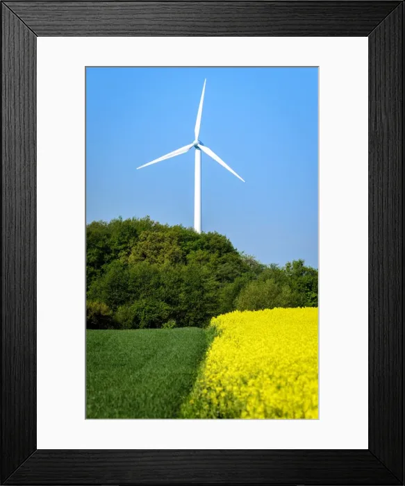 Framed Print : Edge of a field of blooming canola -Brassica napus-, wind turbine, East Holstein, Schleswig-Holstein, Germany Framed Print : Edge of a field of blooming canola -Brassica napus-, wind turbine, East Holstein, Schleswig-Holstein, Germany