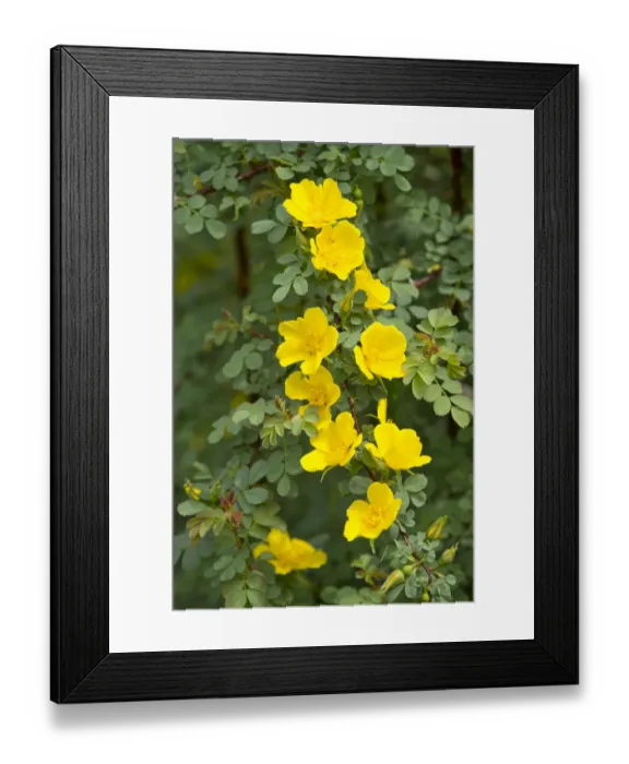 Framed Print : Mrs. Aitchisons Rose -Rosa ecae-, flowering, Thuringia, Germany Framed Print : Mrs. Aitchisons Rose -Rosa ecae-, flowering, Thuringia, Germany