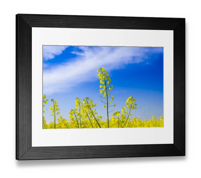 Framed Print : Blooming canola -Brassica napus-, East Holstein, Schleswig-Holstein, Germany Framed Print : Blooming canola -Brassica napus-, East Holstein, Schleswig-Holstein, Germany