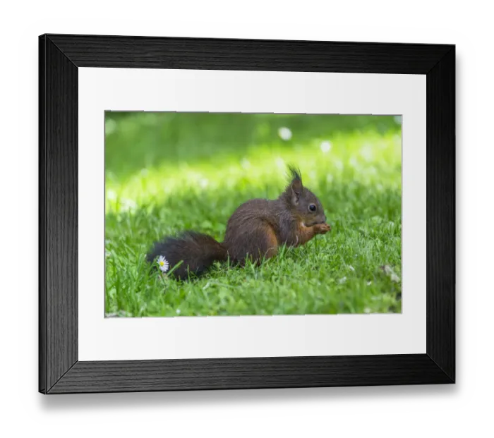 Framed Print : Red Squirrel -Sciurus vulgaris- on a meadow, feeding, Lower Austria, Austria Framed Print : Red Squirrel -Sciurus vulgaris- on a meadow, feeding, Lower Austria, Austria