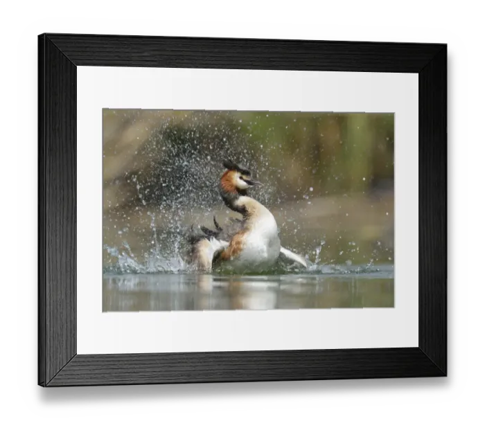 Framed Print : Great Crested Grebe -Podiceps cristatus-, preening, Lake Lucerne, Luzern, Canton of Lucerne, Switzerland Framed Print : Great Crested Grebe -Podiceps cristatus-, preening, Lake Lucerne, Luzern, Canton of Lucerne, Switzerland