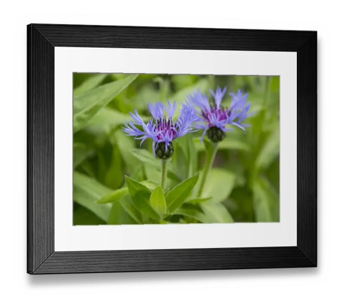 Framed Print : Mountain Knapweed, Perennial Cornflower or Bachelors Button -Centaurea montana-, flowering, Thuringia, Germany Framed Print : Mountain Knapweed, Perennial Cornflower or Bachelors Button -Centaurea montana-, flowering, Thuringia, Germany