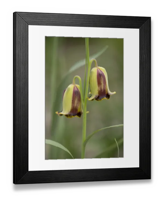 Framed Print : Pointed-petal Fritillary -Fritillaria acmopetala-, flowering, Thuringia, Germany Framed Print : Pointed-petal Fritillary -Fritillaria acmopetala-, flowering, Thuringia, Germany
