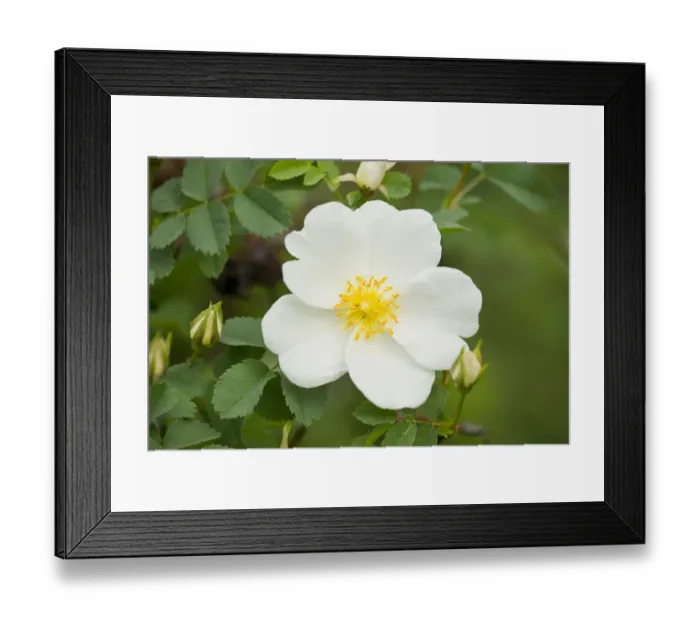 Framed Print : Burnet Rose -Rosa spinosissima-, flowering, Thuringia, Germany Framed Print : Burnet Rose -Rosa spinosissima-, flowering, Thuringia, Germany