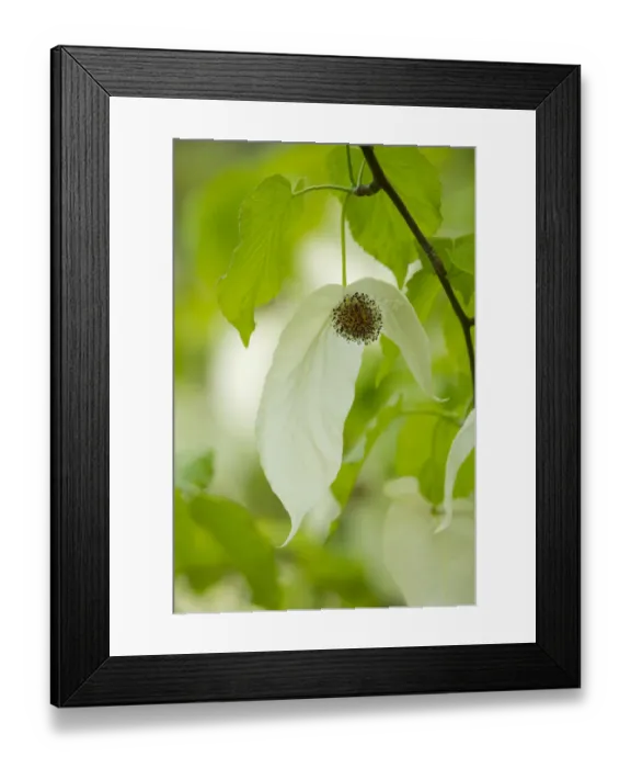 Framed Print : Handkerchief tree -Davidia involucrata- flowers and leaves, native to China Framed Print : Handkerchief tree -Davidia involucrata- flowers and leaves, native to China