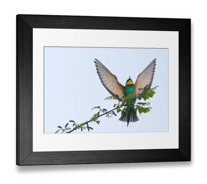 Framed Print : European Bee-Eater -Merops apiaster-, landing approach on twig, Saxony-Anhalt, Germany