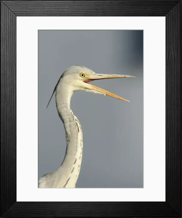 Framed Print : Grey Heron -Ardea cinerea-, young bird with opened beak, portrait, Hamburg, Germany Framed Print : Grey Heron -Ardea cinerea-, young bird with opened beak, portrait, Hamburg, Germany