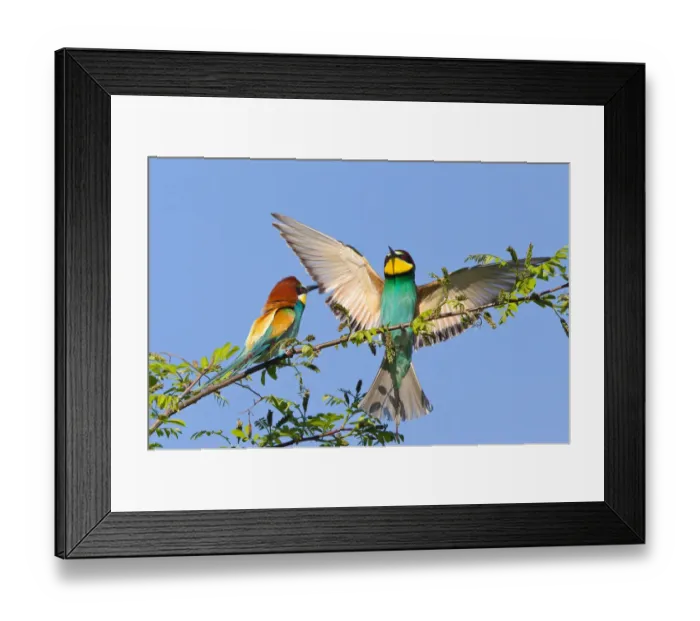 Framed Print : Two European Bee-eaters -Merops apiaster- on a branch, Saxony-Anhalt, Germany Framed Print : Two European Bee-eaters -Merops apiaster- on a branch, Saxony-Anhalt, Germany