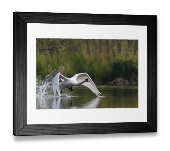 Framed Print : Mute Swan -Cygnus olor-, starting, Mecklenburg-Western Pomerania, Germany Framed Print : Mute Swan -Cygnus olor-, starting, Mecklenburg-Western Pomerania, Germany