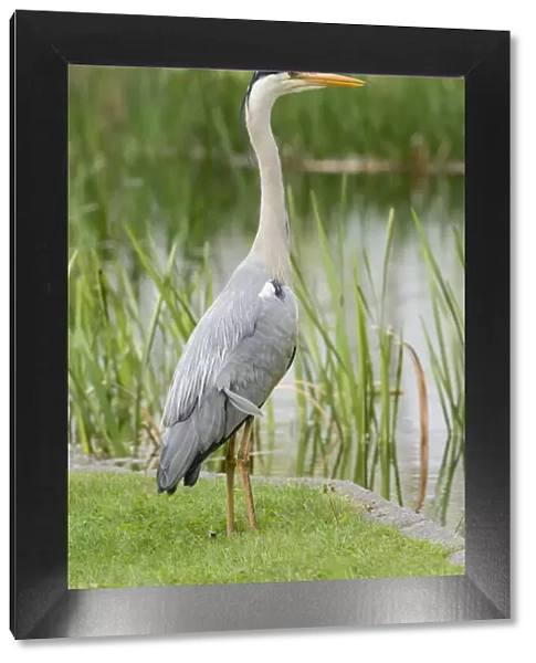 Grey Heron -Ardea cinerea- standing at the edge of a pond, Germany