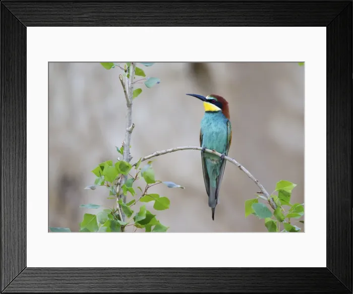 Framed Print : Bee-eater -Merops apiaster- sitting on twig, Saxony-Anhalt, Germany Framed Print : Bee-eater -Merops apiaster- sitting on twig, Saxony-Anhalt, Germany