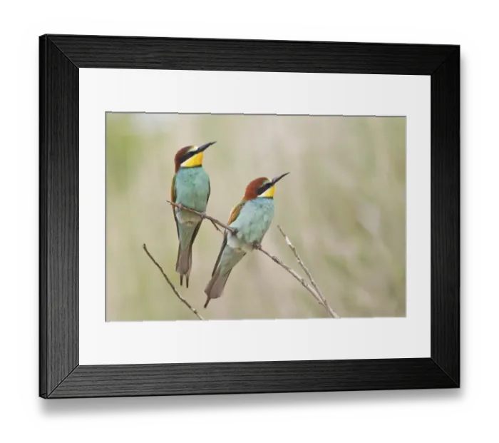 Framed Print : Two Bee-eaters -Merops apiaster- perched on a twig, Saxony-Anhalt, Germany Framed Print : Two Bee-eaters -Merops apiaster- perched on a twig, Saxony-Anhalt, Germany