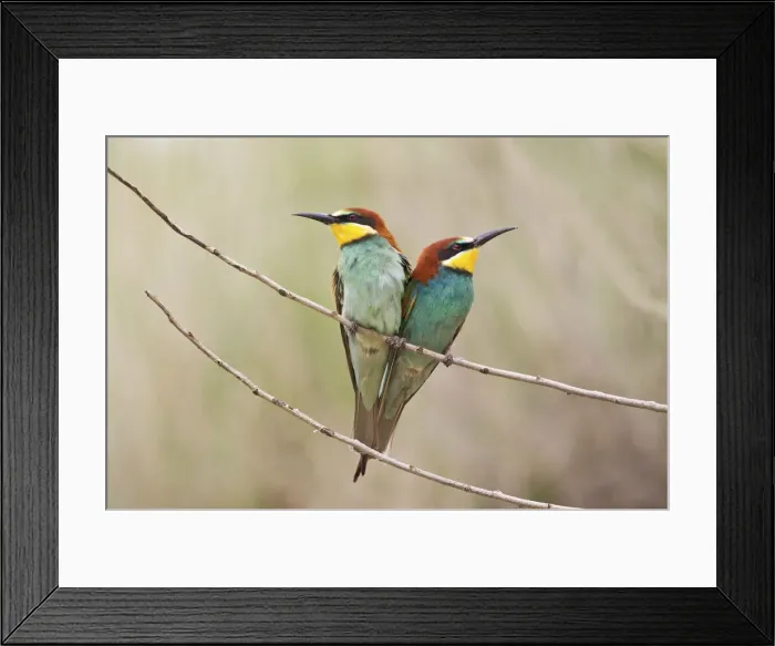 Framed Print : Two Bee-eaters -Merops apiaster- perched on a twig, Saxony-Anhalt, Germany Framed Print : Two Bee-eaters -Merops apiaster- perched on a twig, Saxony-Anhalt, Germany