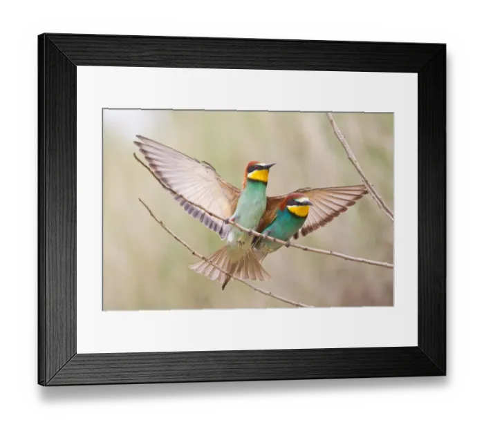 Framed Print : Two Bee-eaters -Merops apiaster- perched on a twig, Saxony-Anhalt, Germany Framed Print : Two Bee-eaters -Merops apiaster- perched on a twig, Saxony-Anhalt, Germany