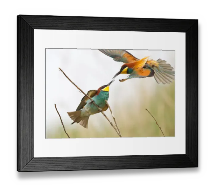 Framed Print : Bee-eater -Merops apiaster- approaching a twig, Saxony-Anhalt, Germany Framed Print : Bee-eater -Merops apiaster- approaching a twig, Saxony-Anhalt, Germany