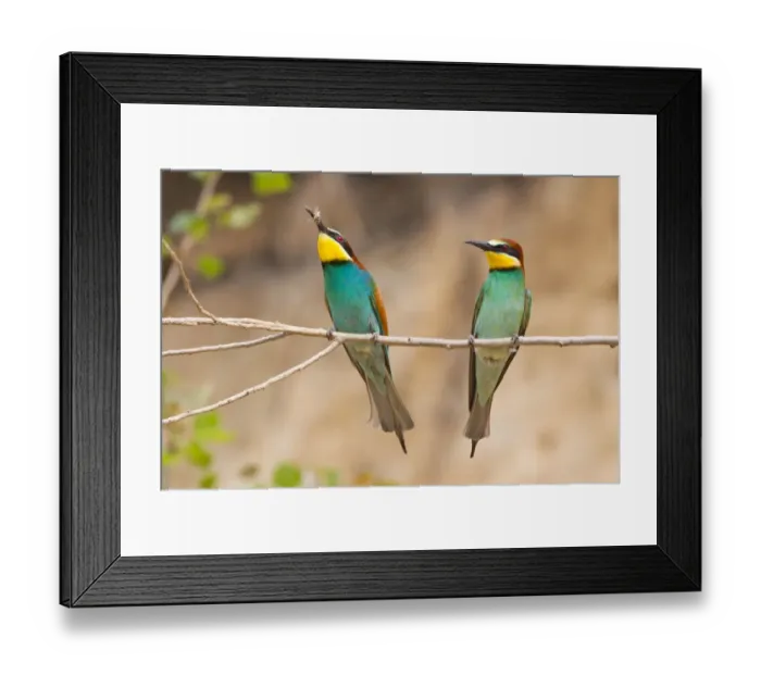 Framed Print : Two Bee-eaters -Merops apiaster- perched on a twig, Saxony-Anhalt, Germany Framed Print : Two Bee-eaters -Merops apiaster- perched on a twig, Saxony-Anhalt, Germany