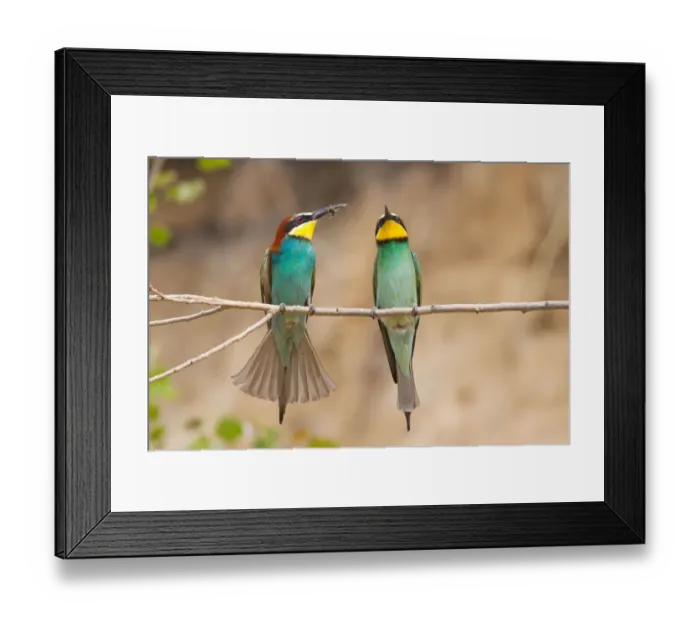 Framed Print : Two Bee-eaters -Merops apiaster- perched on a twig, Saxony-Anhalt, Germany Framed Print : Two Bee-eaters -Merops apiaster- perched on a twig, Saxony-Anhalt, Germany